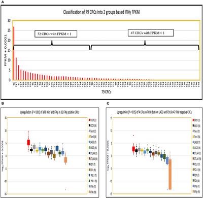 NGS Evaluation of Colorectal Cancer Reveals Interferon Gamma Dependent Expression of Immune Checkpoint Genes and Identification of Novel IFNγ Induced Genes